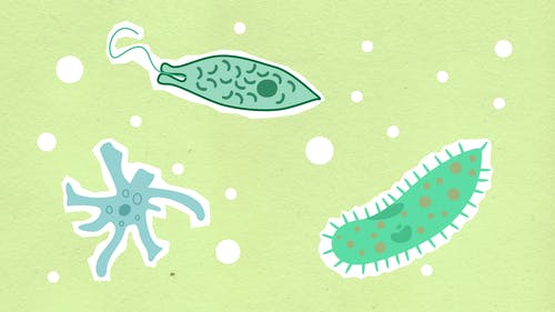 污水處理微生物反應(yīng)原理及影響因素！
